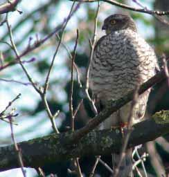 2.13 Midwintertelling 2018 Het weekend rond 13 januari stond voor de Vogelwerkgroep in het teken van de midwintertelling.