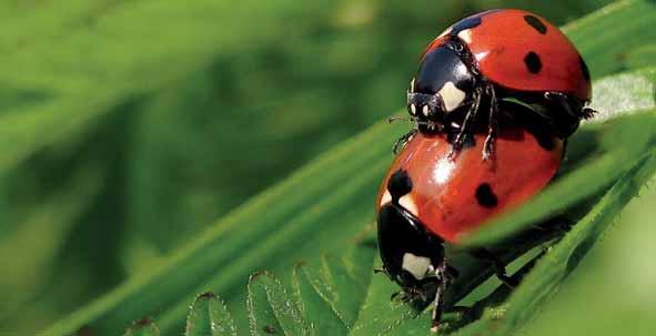 3.8 Insecten Overigen 2017 Naast de vlinders en libellen zijn er ook nog een aantal andere insecten doorgegeven. De resultaten zijn in de onderstaande tabel weergegeven.