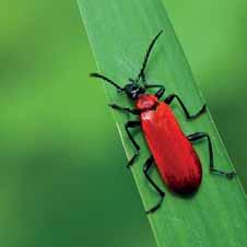 Kevers (Coleoptera) januari februari maart april Wetenschappelijke naam aantal Adalia bipunctata 2 3 5 Adalia decempunctata 1 1 Agelastica alni 4 4 Aphodius ater 1 1 Aphodius fimetarius 1 1 Cantharis