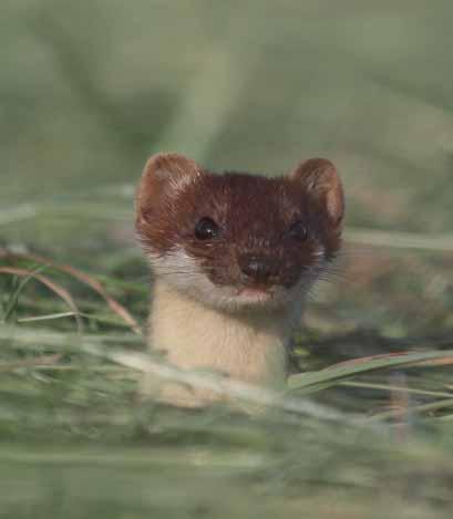 6.4 Zoogdieren waarnemingen 2018 Hieronder staat een overzicht van de in 2018 waargenomen zoogdieren.