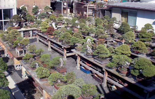 Daarom is de Japanse tuin slechts 6 weken in het jaar geopend. Dus grijp je kans De najaarsopening is van 15 tot en met 30 oktober, dagelijks van 10.00-16.00 uur. De toegang is gratis. www.denhaag.