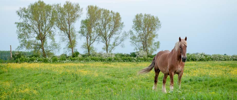ZORG VOOR PAARD EN LANDSCHAP Paard in kruidenrijk grasland Vilda - Lars Soerink Hoewel paarden van oudsher in ons landschap thuishoren, is het gebruik ervan de laatste decennia sterk veranderd.