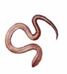 detritivore soorten over het algemeen donker gepigmenteerd zijn en daardoor roder van kleur dan geofage soorten, noemen we detritivore soorten rode wormen en geofage soorten grijze wormen.