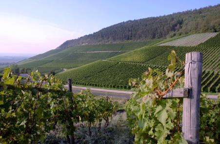 Penedès is zijn obscure wijnimago, waarmee het zichzelf van oudsher had opgezadeld, meer dan ontgroeid, en heeft zich de voorbije jaren opgeworpen tot een producent van kwaliteitswijnen.