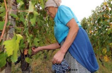 IULI De kleine, familiale wijnmakerij van Iuli ligt in Montaldo di Cerrina, een onooglijk dorp van de Monferrato.
