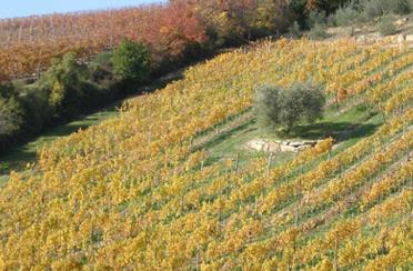 Wijn is er daar één van. Toscane koestert de wijnbouw, heeft enorm geïnvesteerd in moderne technologie, en plukt daar nu de vruchten van. Hier heerst de Sangiovese.
