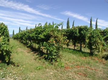 Umbrië heeft zijn eigen typische druivenrassen, waaronder de Grechetto voor witte wijn en de tanninerijke Sagrantino voor de rode wijnen.