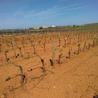 In de lagere vlakte rond de stad Catanië, dichter naar de kust, bezit Scilio nog een wijngaard die beplant is met Nero d Avola.