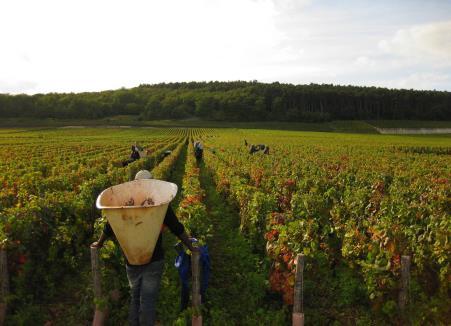 elegante toets. De wijnen zijn fruitig, mineraal en complex tegelijk en bijzonder representatief voor hun terroir.