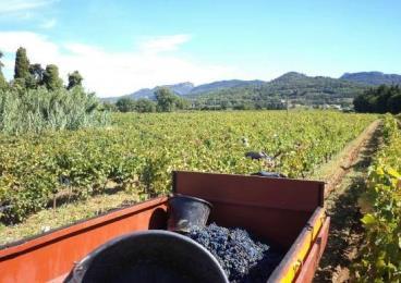 De Rhône levert ook heel wat rosé en zoete witte wijn. Als wijngebied is ze dan ook beslist het ontdekken waard.