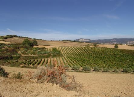 5 Rioja De Rioja is één van de meest uitgestrekte appellaties van Spanje, en van oudsher wellicht ook de best gekende.
