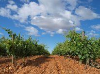 8 Tierra de Castilla y León Ten zuidoosten van Bierzo, in het Spaanse binnenland, liggen de wijngaarden van Castilla y León.