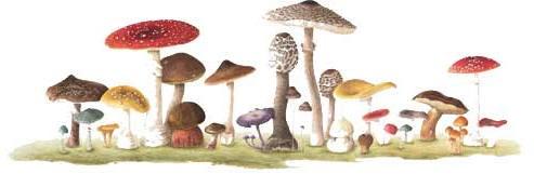 Kookworkshop - recepten met paddenstoelen De herfst is hét seizoen van de paddenstoelen: Parijse champignon, kastanjechampignon, oesterzwammen, shiitake, cantharel, eekhoorntjesbrood, truffel, Maar