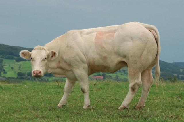 3 2 2013 leiden de veehouderijen volgens de uitgevoerde berekeningen in Noorden Midden-Limburg tot een depositie van stikstof die de helft tot meer dan 100% van de meest kritische KDW s opvult.