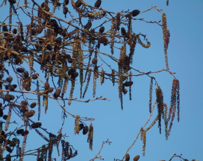 Samen met de medewerkers van de groenafdeling van de gemeente hebben we een aantal landschapselementen bezocht en gekeken welke beheersmaatregelen het IVN graag ziet uitgevoerd.