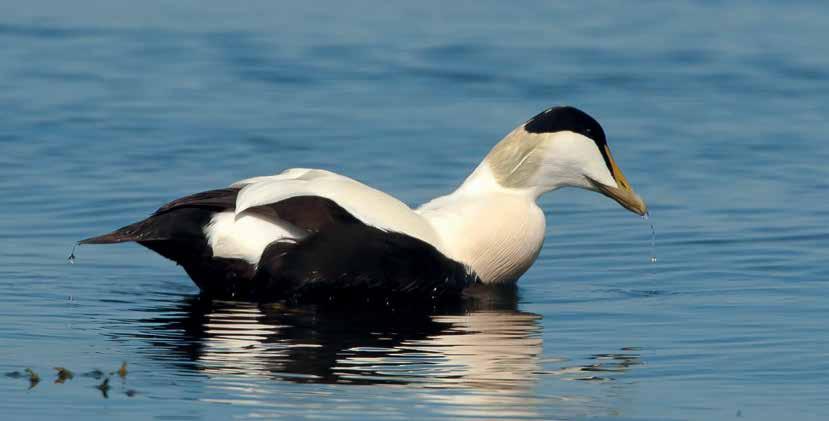 OrganISatie van de transitie De partners in het Convenant transitie mosselsector en natuurherstel Waddenzee zijn: Het ministerie van Economische Zaken De Producentenorganisatie Mosselcultuur ( PO