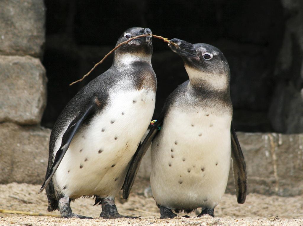 11. Koppels Afrikaanse pinguïns 9 De biologische klok van de Afrikaanse pinguïn is aangepast aan hun oorspronkelijke leefgebied: de dieren broeden van augustus tot begin mei.