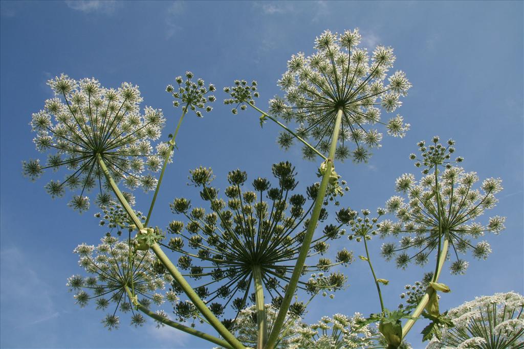 Verspreidingsonderzoek Invasieve vaatplanten 2018 Een rapportage