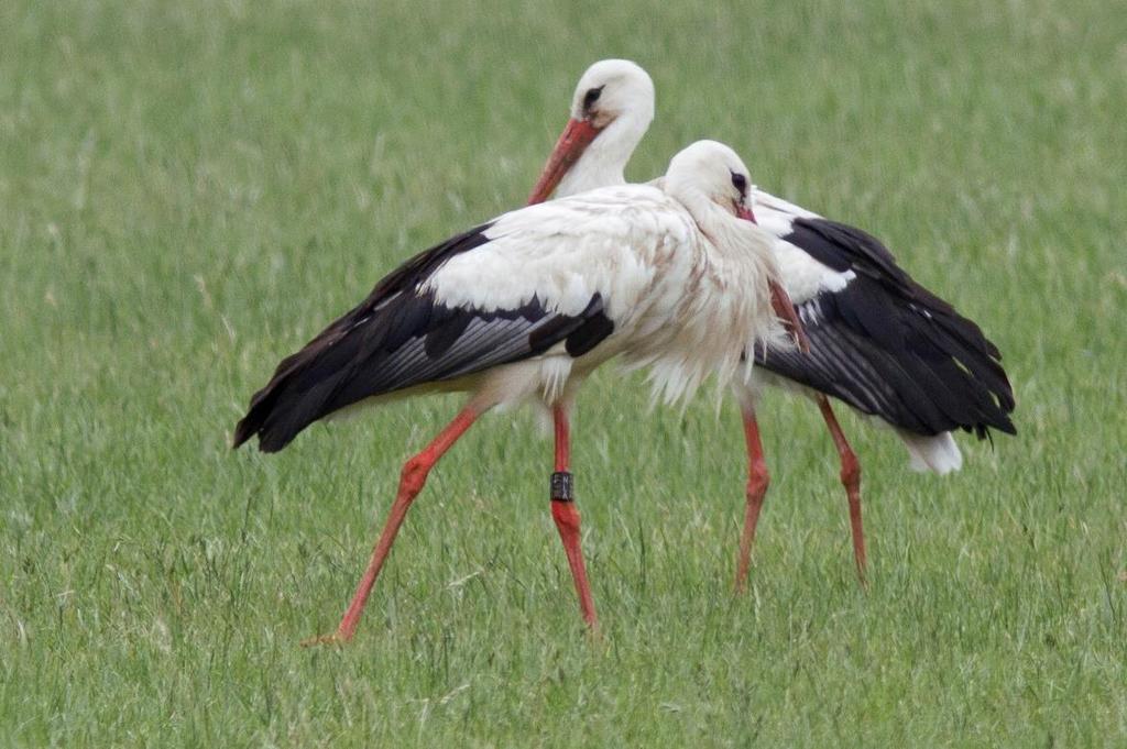 Er zijn van deze vogel nog geen andere meldingen ontvangen en dus is ook niet bekend of de ooievaar broedvogel in die omgeving is. 3. Torenvalk Arnhem 3713402.