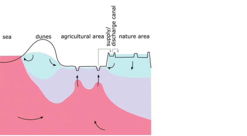 Door verschillende processen kunnen zowel de diepe landbouwpolders als de hoger gelegen natuurgebieden onderhevig zijn aan verzilting.