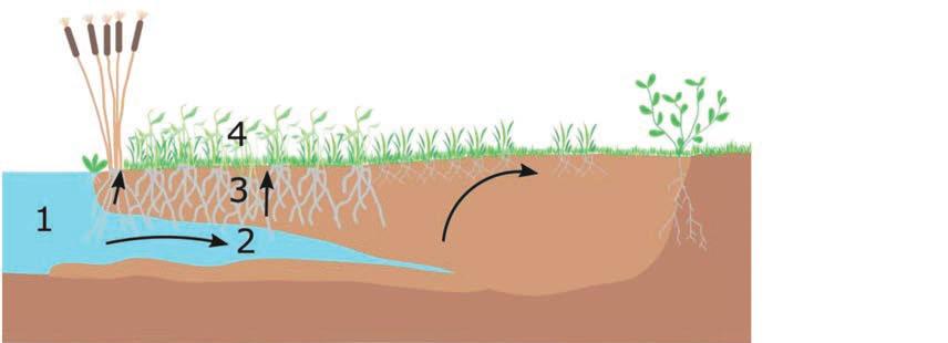 verdwijnt, kan de langetermijnverzilting worden geschat als een gewogen gemiddelde van de zoutgehalten van elk van de waterfluxen die de wortelzone binnen komen: netto neerslag, irrigatie en