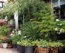 Ze kunnen gemengd worden in een natuurlijke setting, of in grote groepen en vakken in een strak ontwerp. Vaste planten zorgen voor variatie en beleving in de tuin en zijn belangrijk voor insecten.