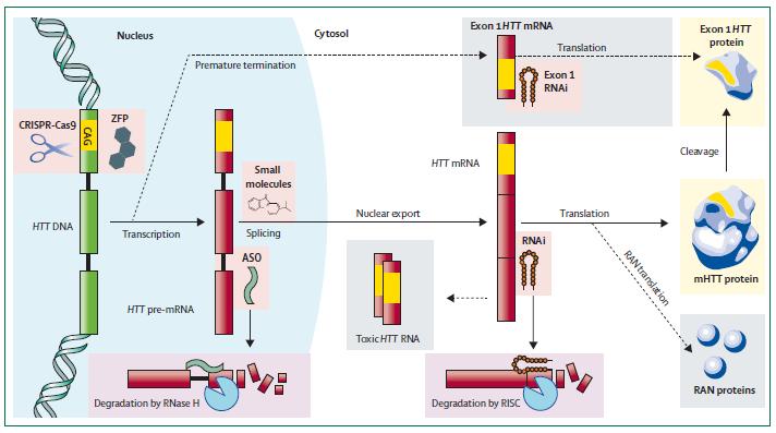 Huntingtine verlagende strategieen Therapies targeting DNA and RNA in Huntington's