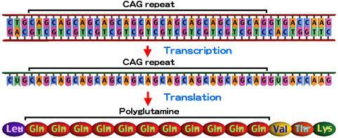 Onderliggende fout op het DNA DNA CAG coding Protein CAG repeat (herhaling) Glutamine Huntingtine met polyglutamine staart In de ZvH is een verminderde