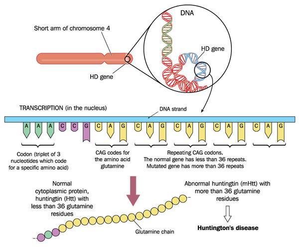 Huntington disease