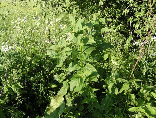 Heggen zorgen dus voor een grote variatie van planten en dieren die elkaar allemaal nodig hebben.