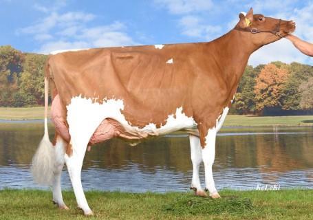 LOT 11 Bolleholster José Moedersmoeder: Wiesenfeld Lotus Joy Red VG-86 Eigenaar: JW van der Wal, Wanswert NL 643891124 Geboren: 04-09-2018 Cycle Mcgucci Jordy Luck-E Awesome-Red A B Vue Joyce Blondin