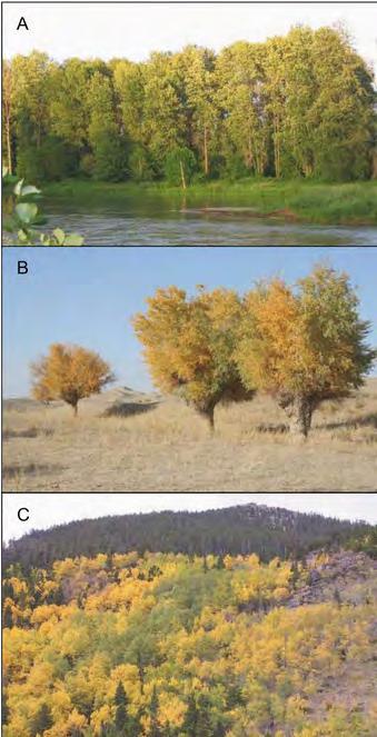 Geslacht Populus 22-85 soorten (Eckenwalder, 1996; Dickman 2001) Pioniersoorten Morfologische divers Normaal tweehuizig Vegetatieve vermeerdering (klonen) niet schaduw- en droogte tolerant