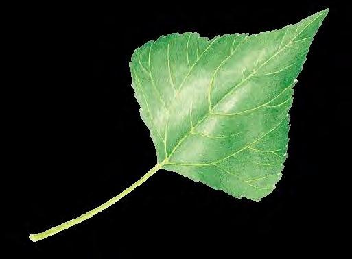 Aigeiros (Cottonwoods, Black poplar) P. deltoides P. nigra P.