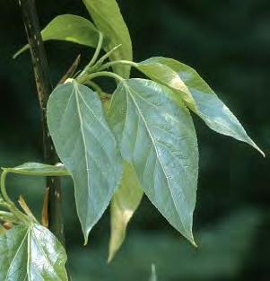 Tacamahaca (balsam poplars) P. balsamifera P.