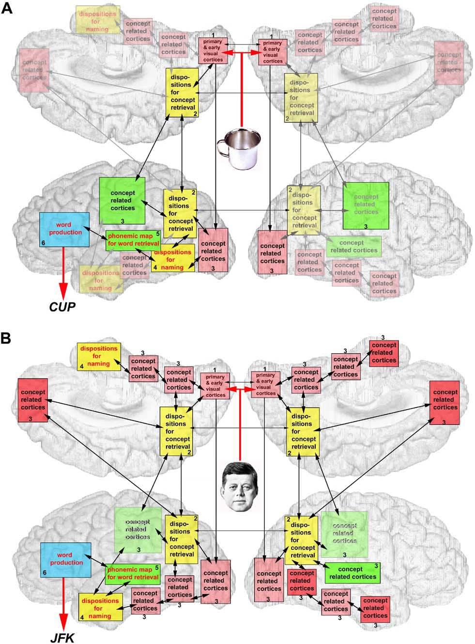 Fig. 1. Schematische representatie van hersenstructuren die van belang zijn bij het herkennen van een (a) een kopje en (b) John F. Kennedy.