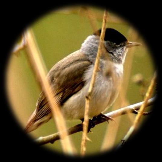 Vroege vogelwandeling met de heem-natuurgroep Op zondag 05 mei zijn de mensen van de heem-natuurgroep al vroeg uit de veren om te kijken en te luisteren naar vogels welke om deze tijd van het jaar