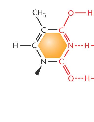 Keto enol tautomeren van Thymine en