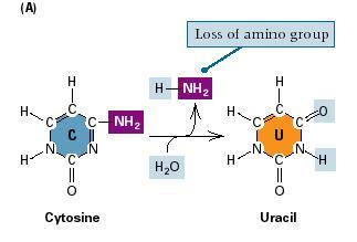 cellulaire processen en zijn heel reactief OH. Hydroxyl radicaal O 2.