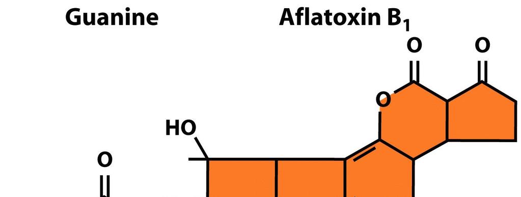 5. Aflatoxin