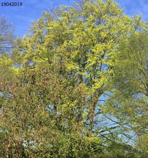 April opnieuw warm en zonnig: de seizoenen schuiven op Aarnout van Delden IMAU, Universiteit Utrecht (versie 16 Mei 2019, Meteorologica, Juni 2019) In een warm voorjaar, zoals die van 2019, staan