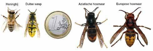 remmen. Dit is hard nodig omdat de Aziatische hoornaar onze inheemse insecten (bijen, wespen, vliegen...) belaagt waardoor de bestuiving van onze landbouwgewassen onder druk komt te staan.