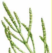 60 Bloemplanten Kortarige zeekraal Salicornia europaea Afmeting en omschrijving Hoogte tot 30 cm.