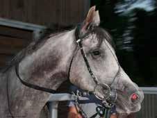 Horse & Race 06 08 12 Gladiateur Auteuil