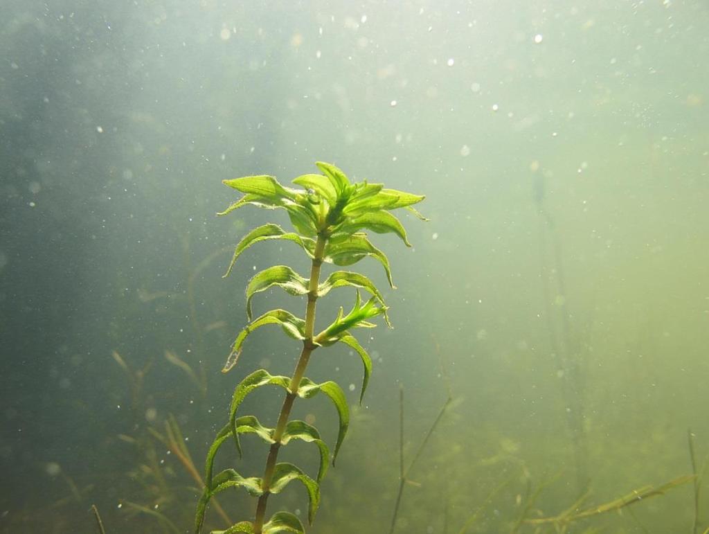 4) Wat is het verband tussen de gewogen gemiddelde concentratie sulfaat, fosfaat, ammonium, nitraat, totaal-stikstof en totaal-fosfor in de waterlaag en het al dan niet aanwezig zijn van bepaalde