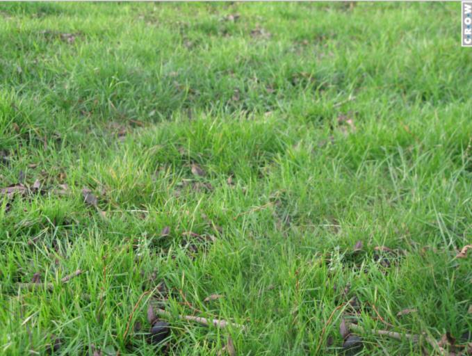 11.8 KWALITEIT GROEN: GAZONS Groen gras gazon graslengte C/D niveau vanaf 2014 Het gras is te lang voor het gewenste doel en komt