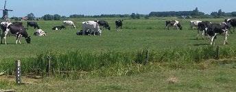 3 Biodiversiteit Ook natte teelten zoals lisdodde, pijlkruid of cranberry helpen verdere bodemdaling te voorkomen. Voor deze teelten is voldoende aanvoer van water nodig.