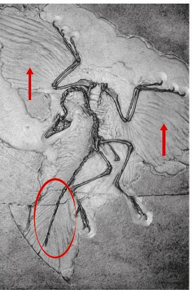 4 a + b c De spanwijdte op het plaatje is 8,5 cm. Een centimeter op deze foto is in werkelijkheid 6,5 centimeter. De spanwijdte van dit fossiel in werkelijkheid is 8,5 x 6,5 = 55,25 cm.