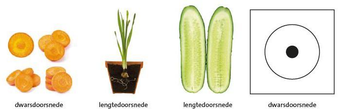 8 a Bron 4 is een natuurgetrouwe tekening. b Bron 5 is een schematische tekening. c In bron 8 zie je natuurgetrouwe tekeningen. d Je maakt een natuurgetrouwe tekening.