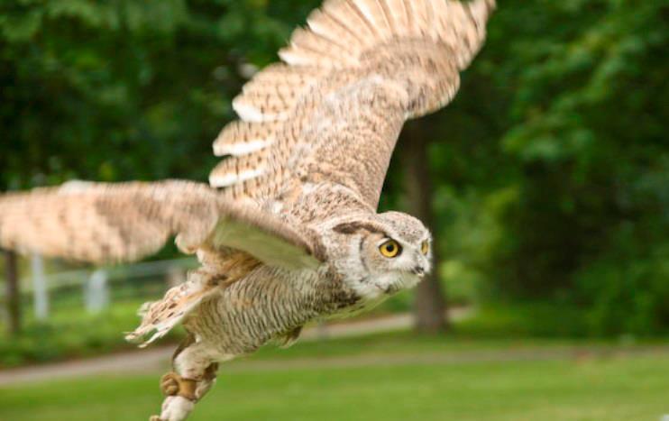 Plezierbreaks Een rondleiding door het kasteel? Een roofvogelshow op het Stalplein? Of juist een rit met de huifkar door Haarzuilens? Verras uw gasten met een leuke activiteit.