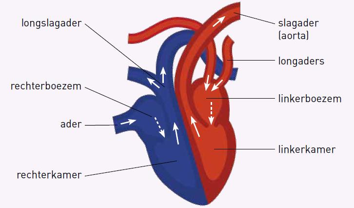 3. Ons hart, een sterke motor Ons hart is ongeveer een vuist groot. Het is een onvermoeibare spierpomp.